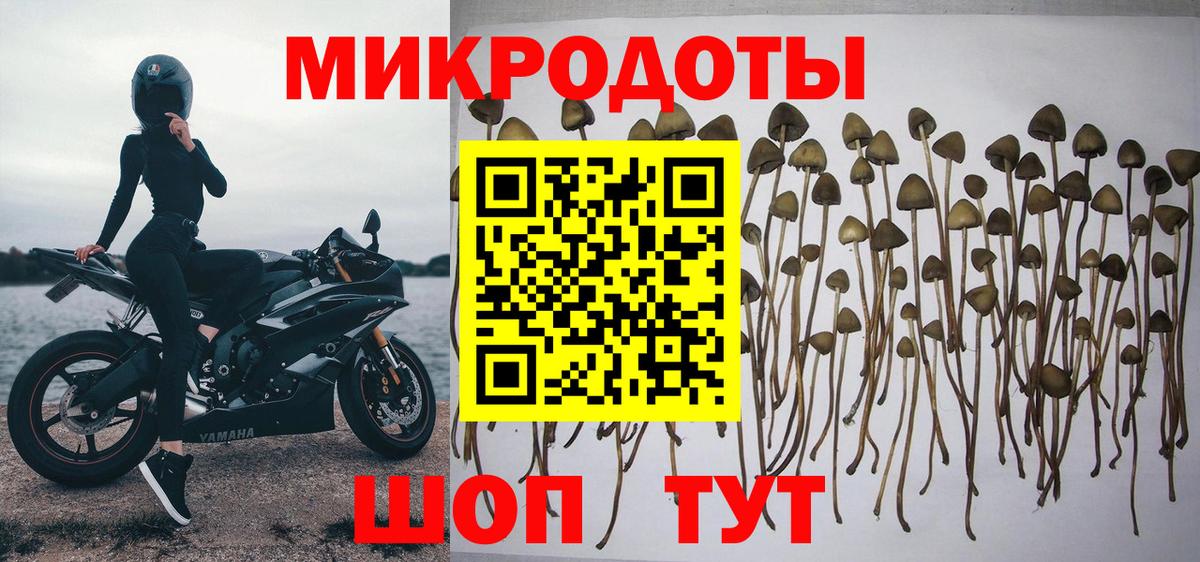Галлюциногенные грибы Cubensis Гатчина